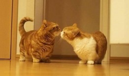 猫咪皮肤爆料视频大全,视频大全带你探秘毛球世界